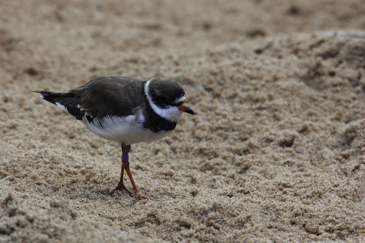 Semipalmated Plover - ML640648484