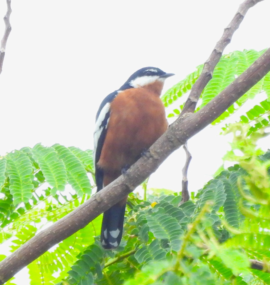 Rufous-bellied Triller - ML640648510