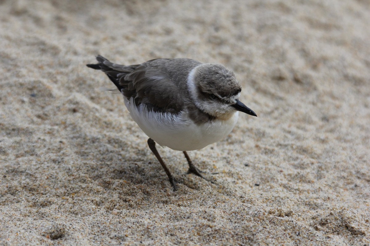 Snowy Plover - ML640648511