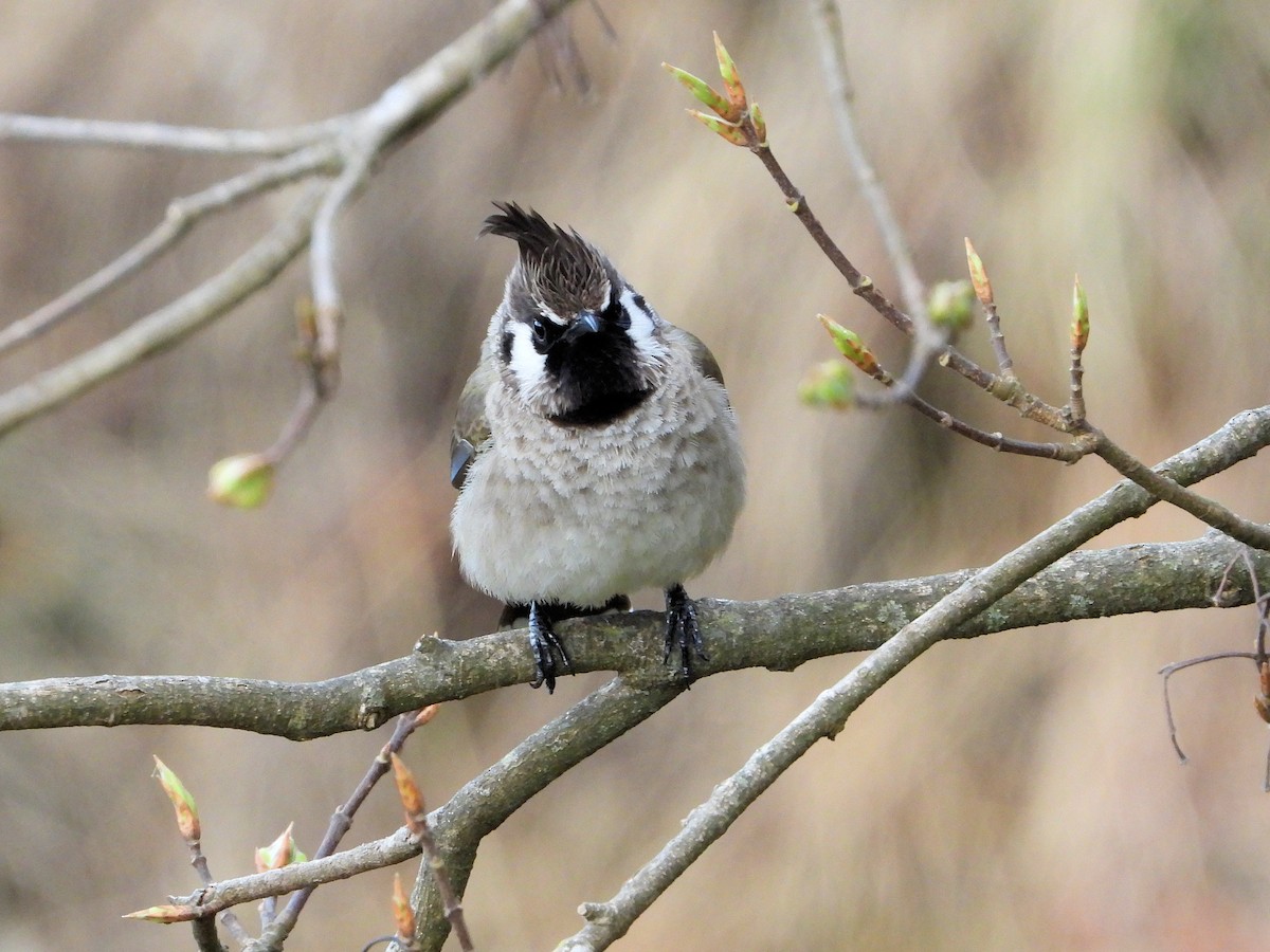 Himalayan Bulbul - ML640648518
