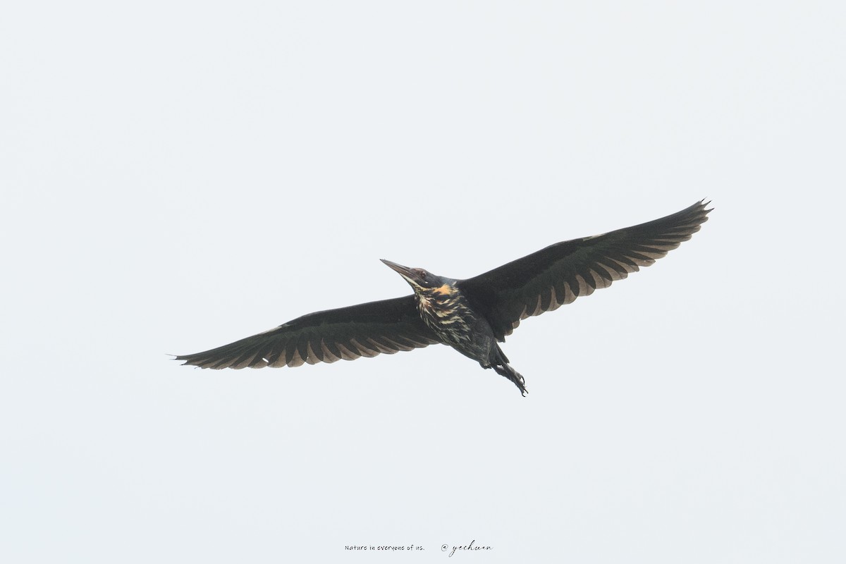 Black Bittern - ML640648539