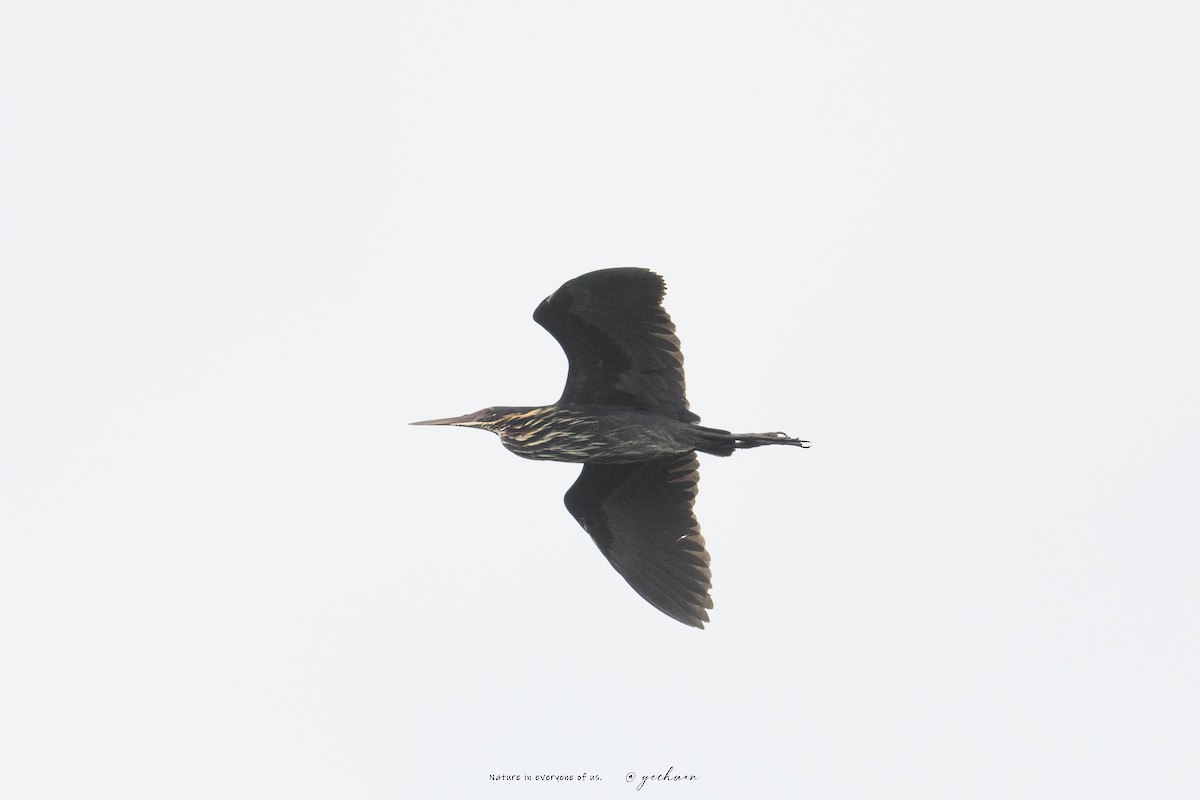 Black Bittern - ML640648540