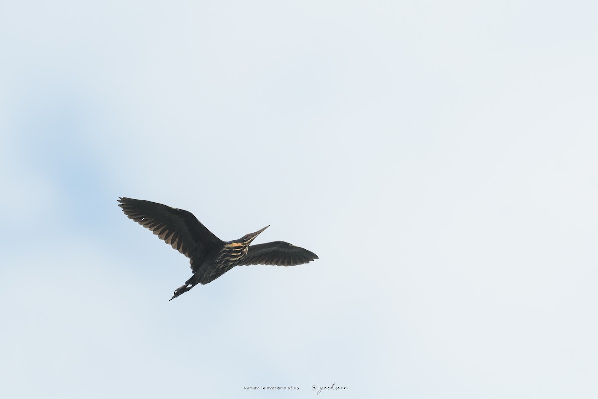 Black Bittern - ML640648541