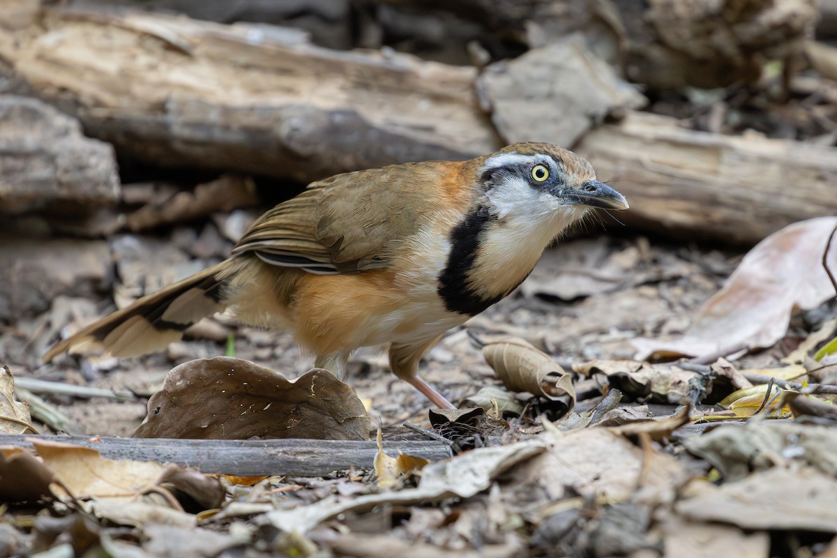 Lesser Necklaced Laughingthrush - ML640648550