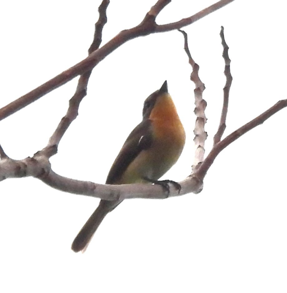 Moluccan Flycatcher - ML640648559