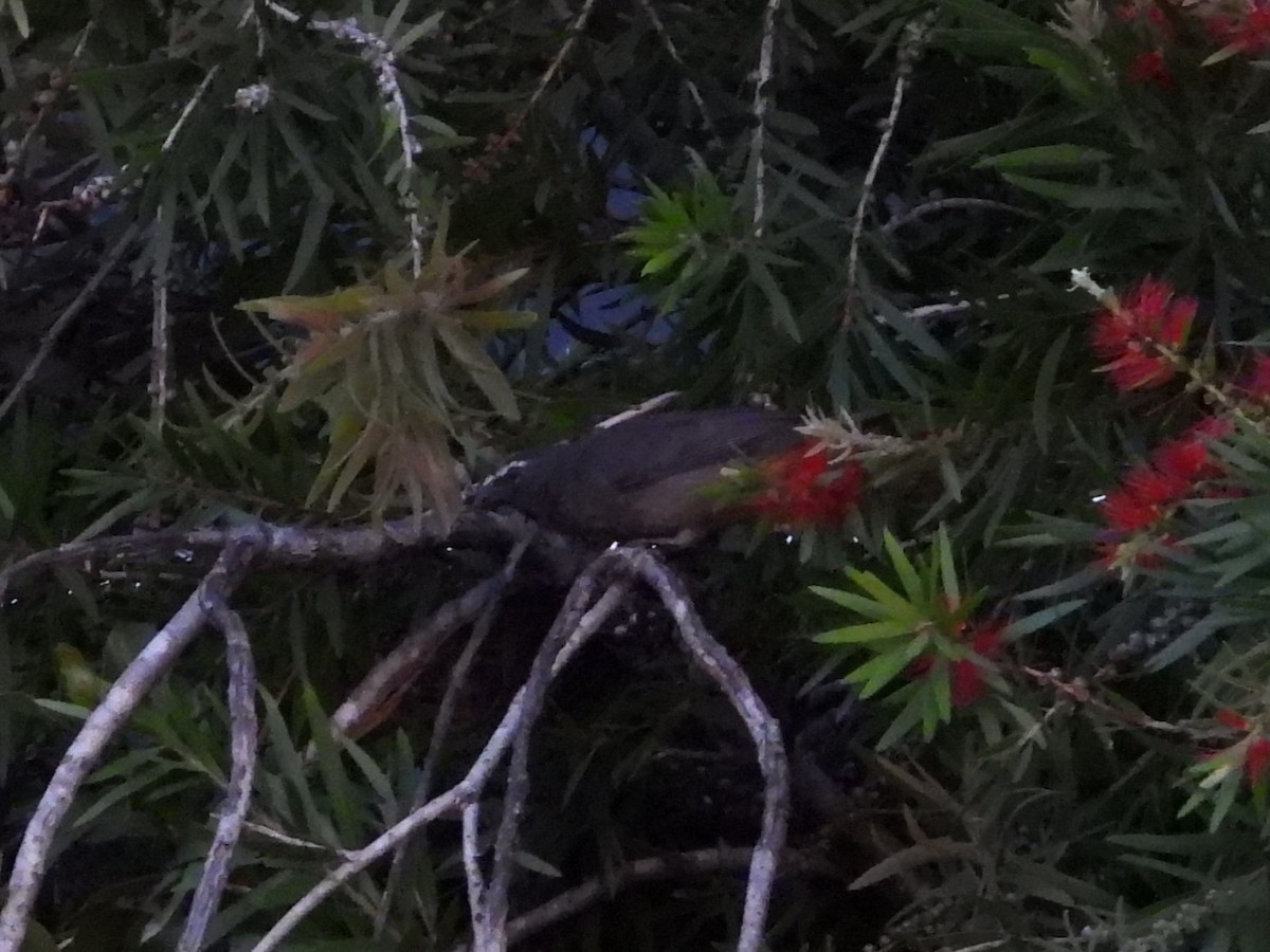 Cinnamon-bellied Saltator - ML640648575
