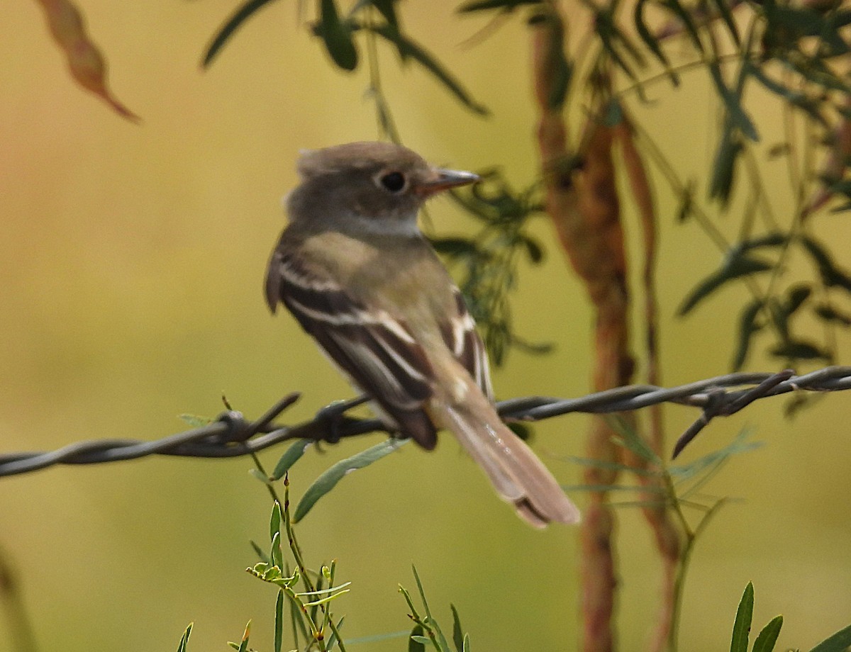 Least Flycatcher - ML640648594