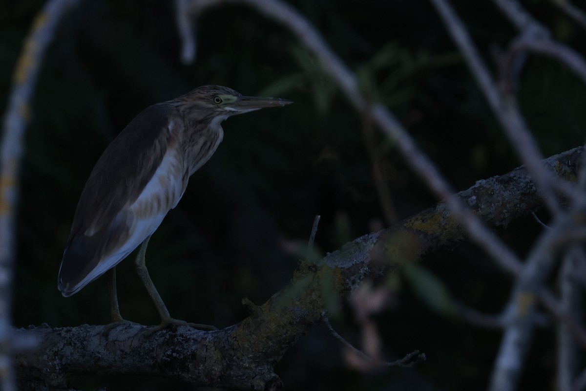 Squacco Heron - ML640648646