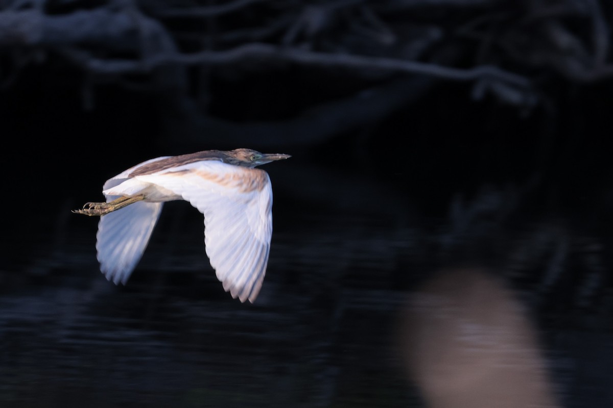 Squacco Heron - ML640648647