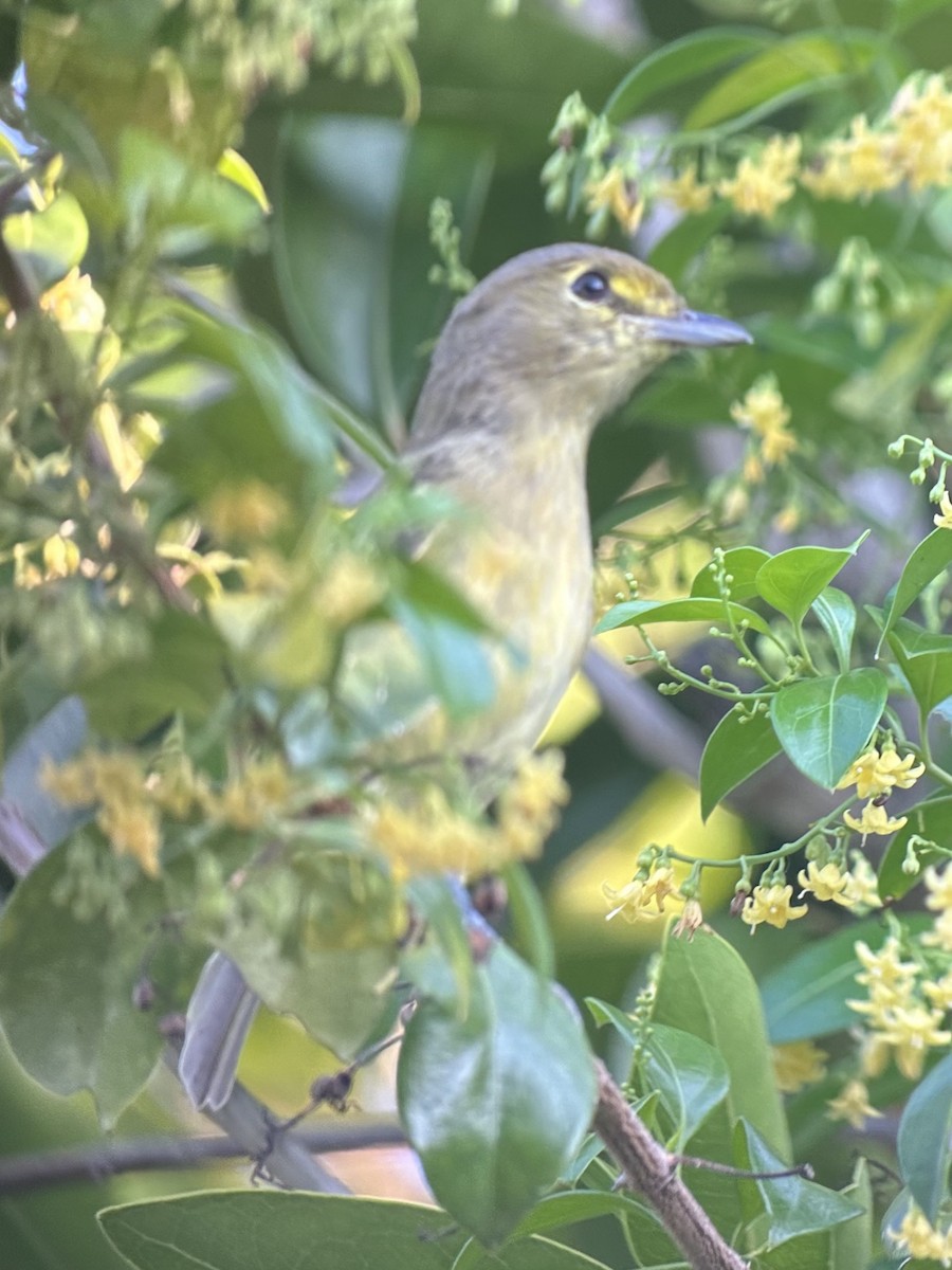 arawakvireo - ML640648661