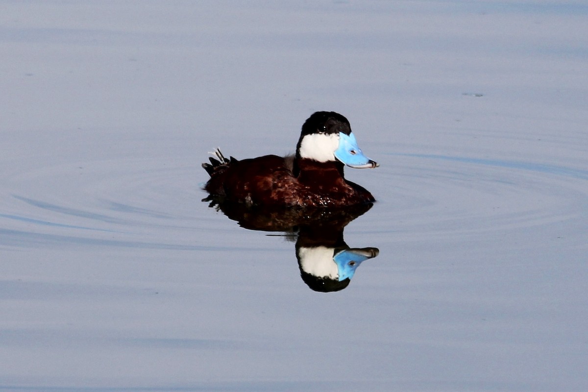 Ruddy Duck - ML640648769