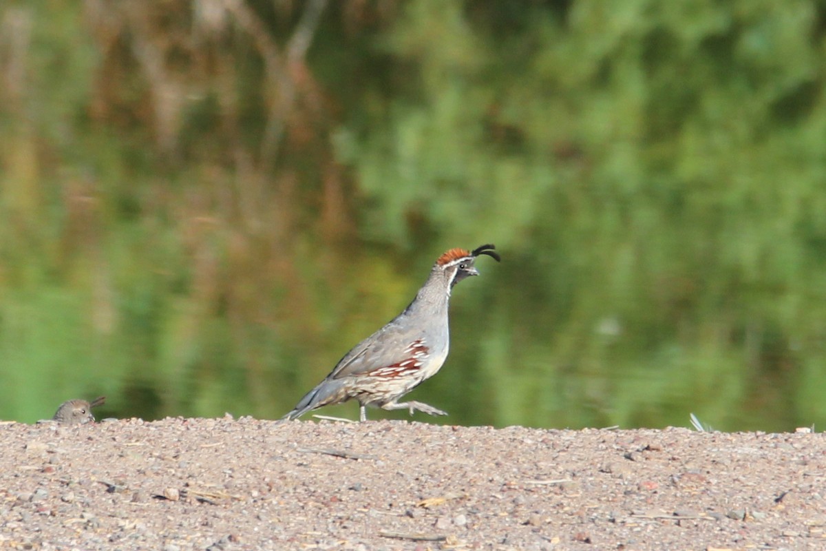 Gambel's Quail - ML640648772