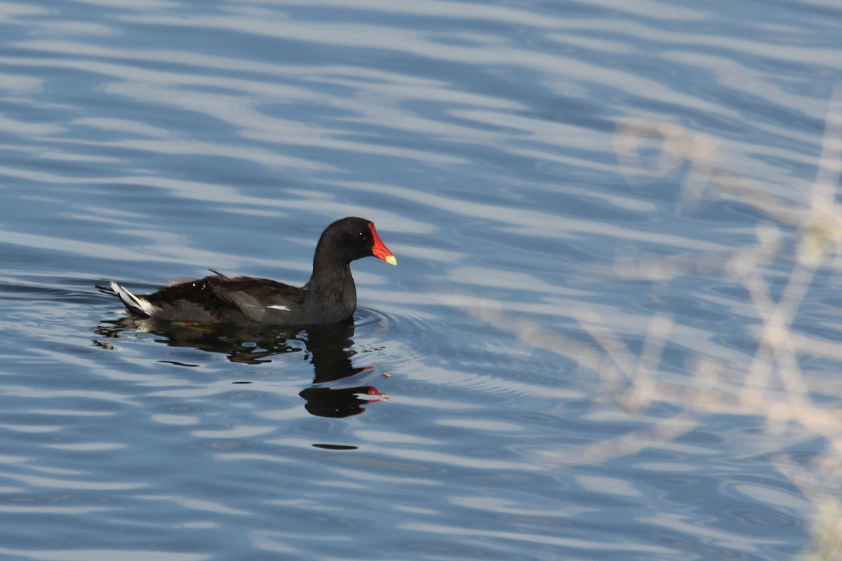 Common Gallinule - ML640648774