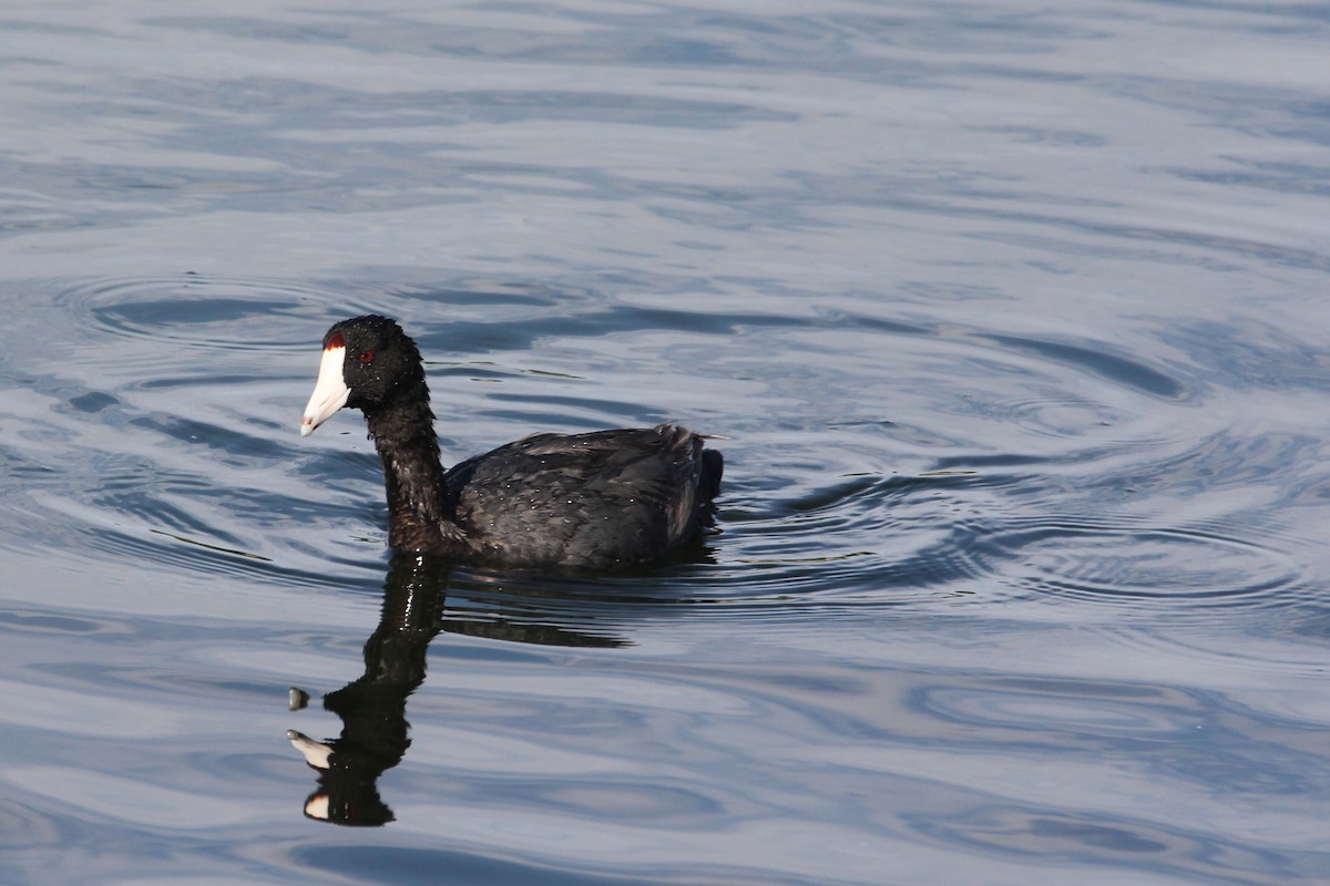 American Coot - ML640648783
