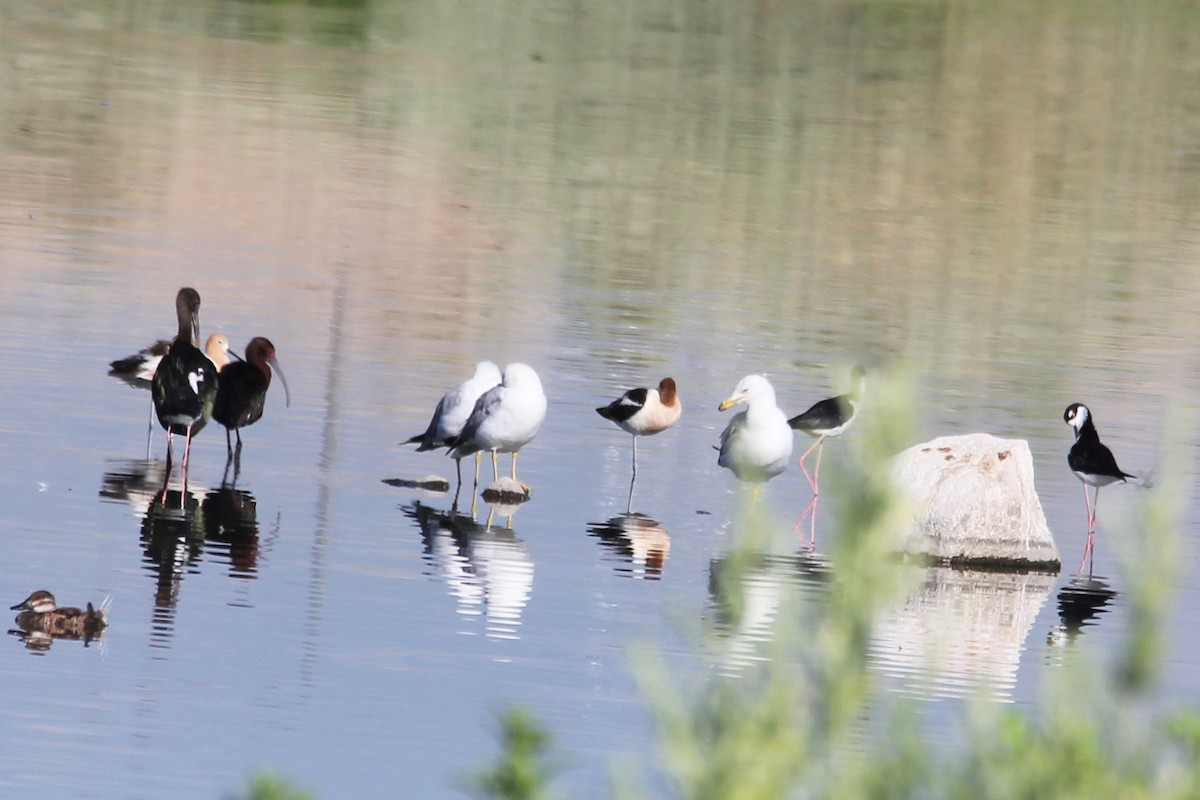 Black-necked Stilt - ML640648811