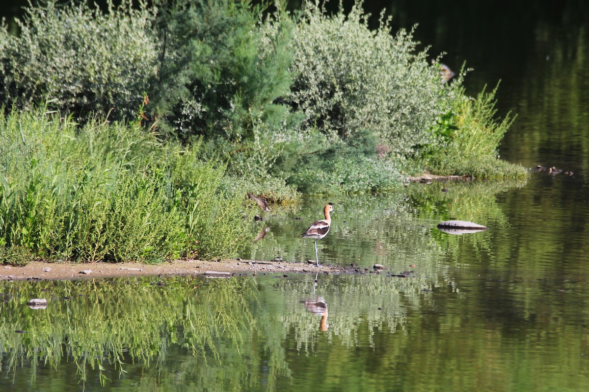 American Avocet - ML640648813