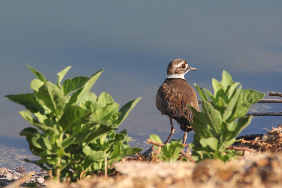 Killdeer - ML640648817