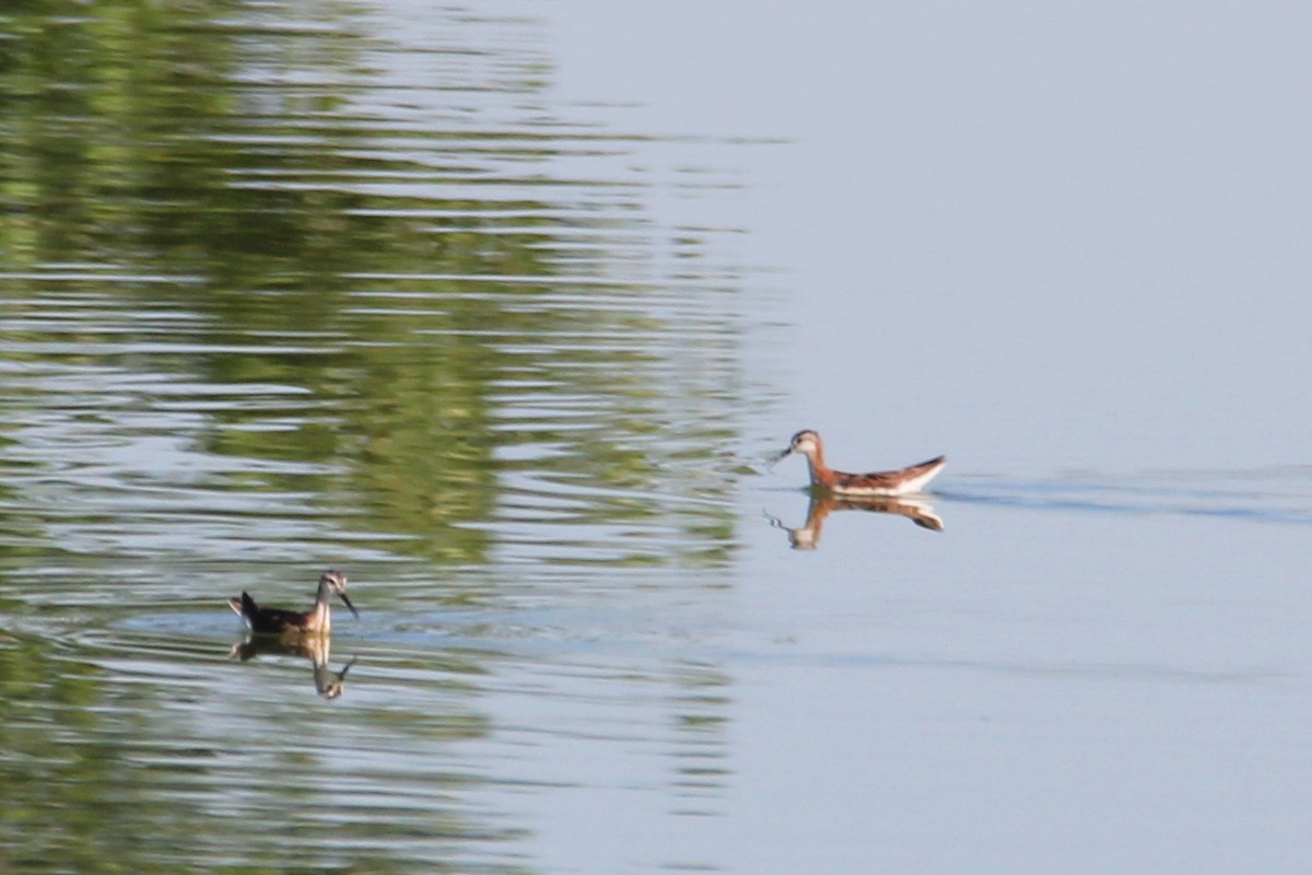 Wilson's Phalarope - ML640648823