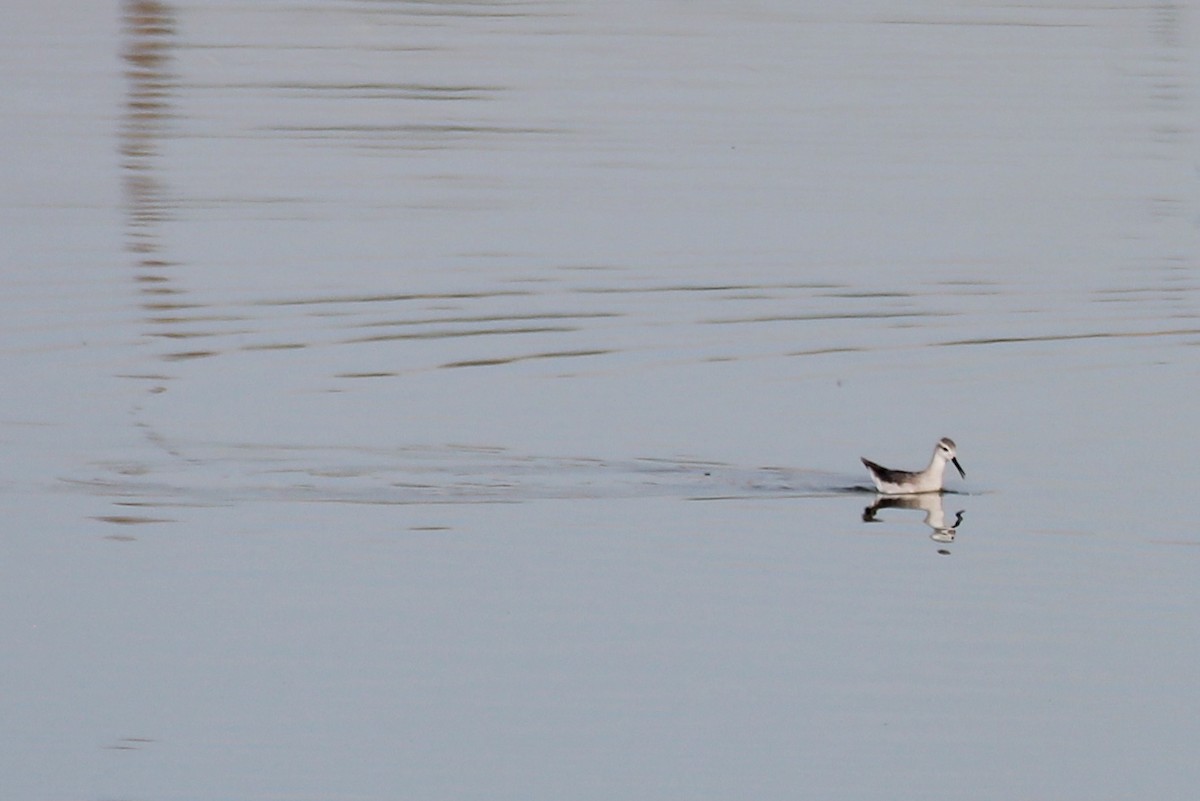 Red-necked Phalarope - ML640648837