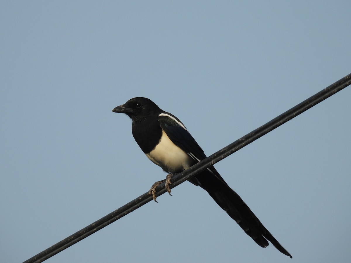 Eurasian Magpie - ML640648852