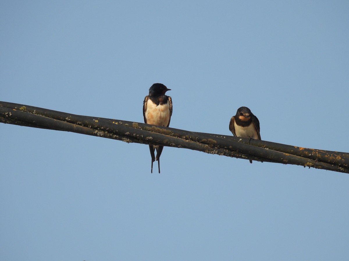 Barn Swallow - ML640648862