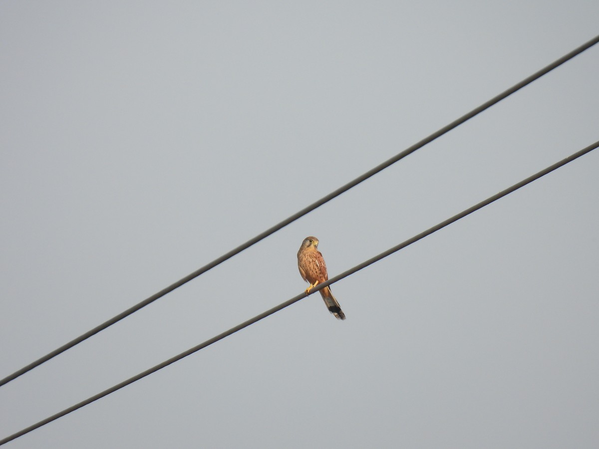 Eurasian Kestrel - ML640648879
