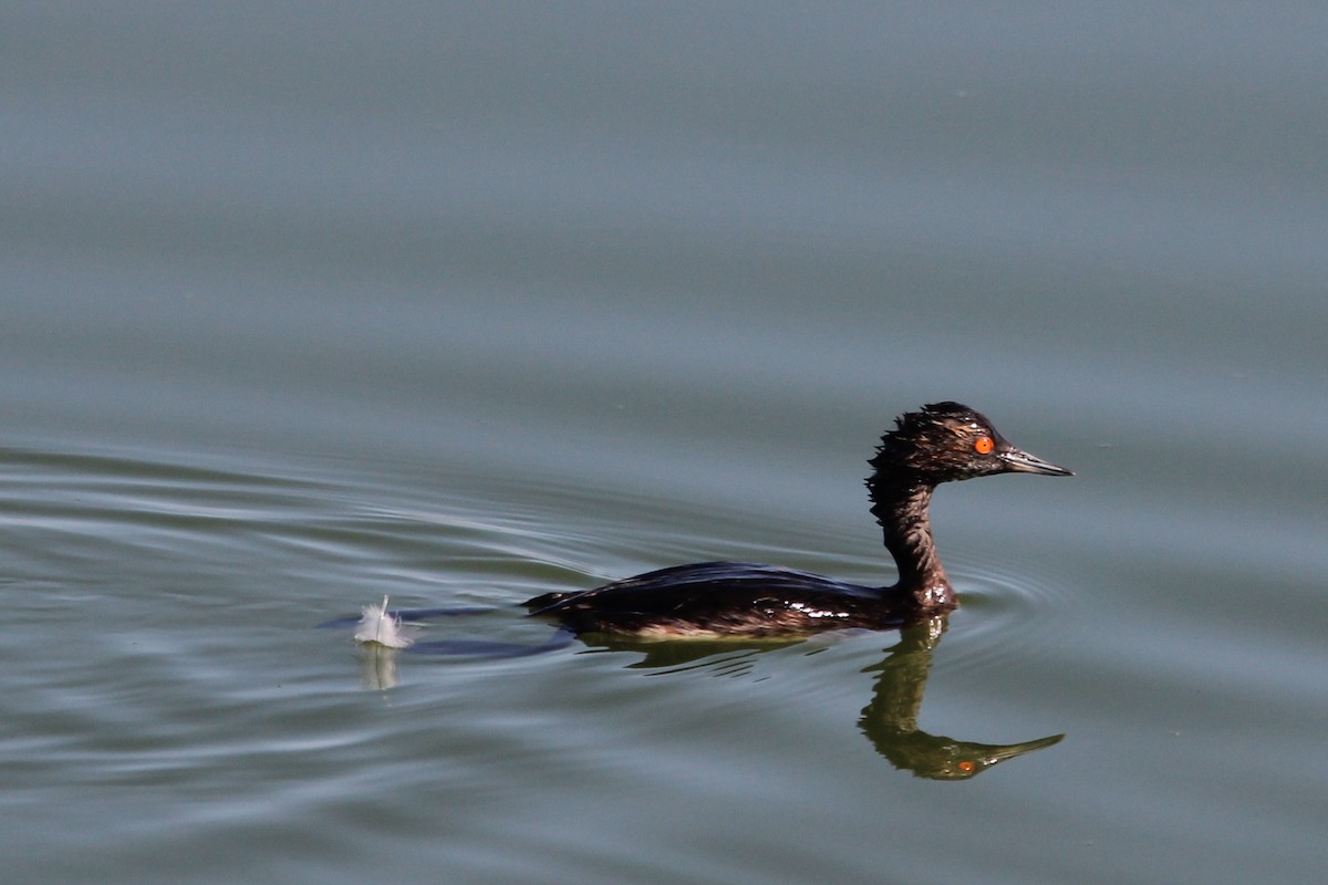 Eared Grebe - ML640648887