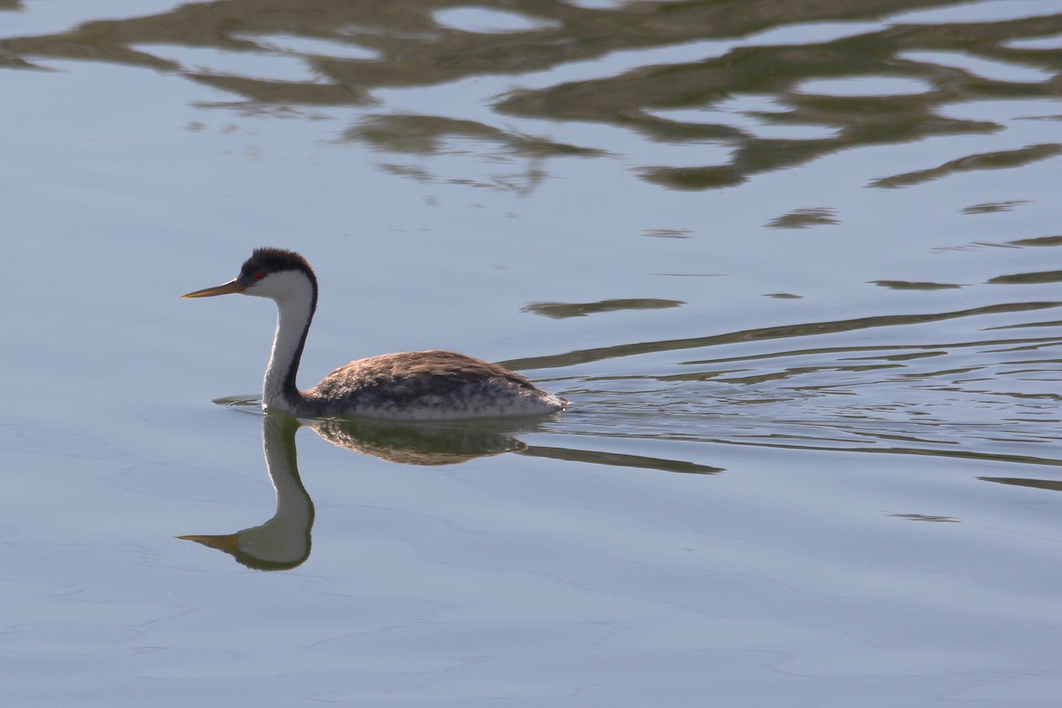 Western Grebe - ML640648899