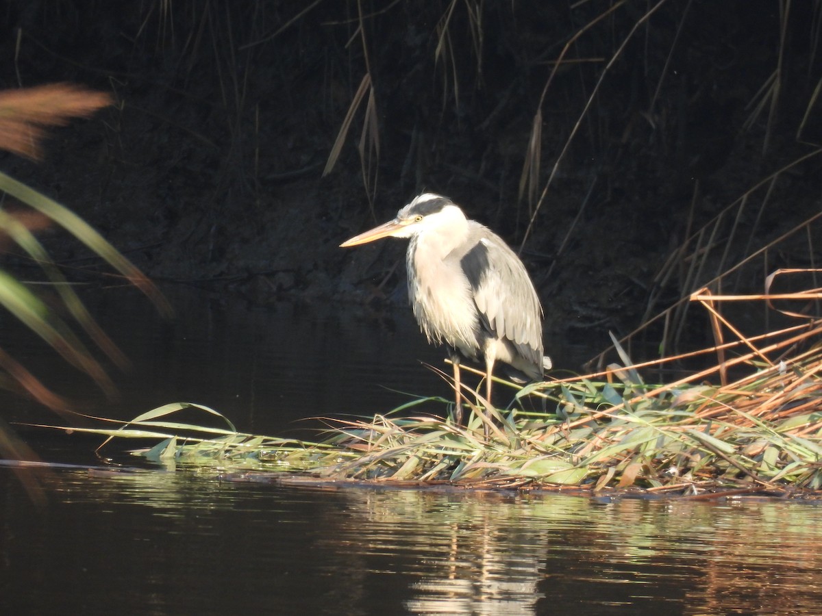 Gray Heron - ML640648900