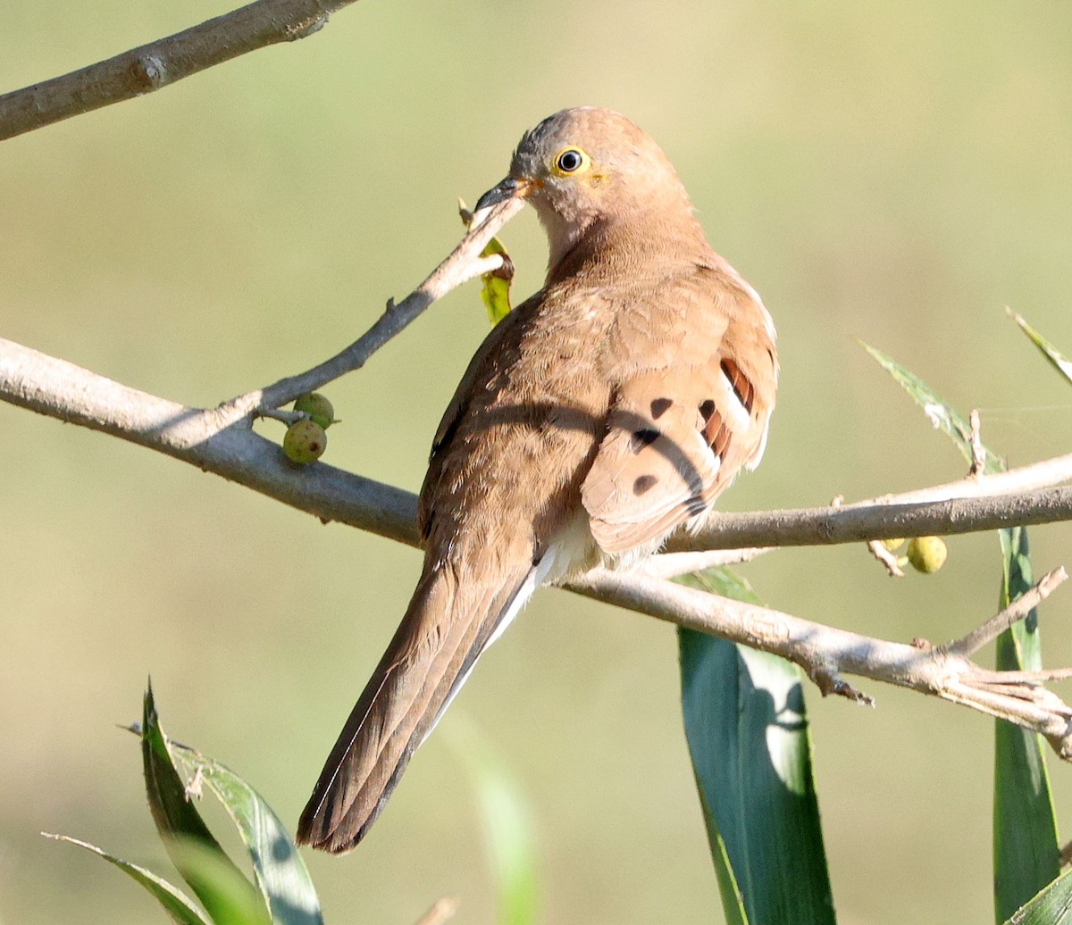 Long-tailed Ground Dove - ML640648901