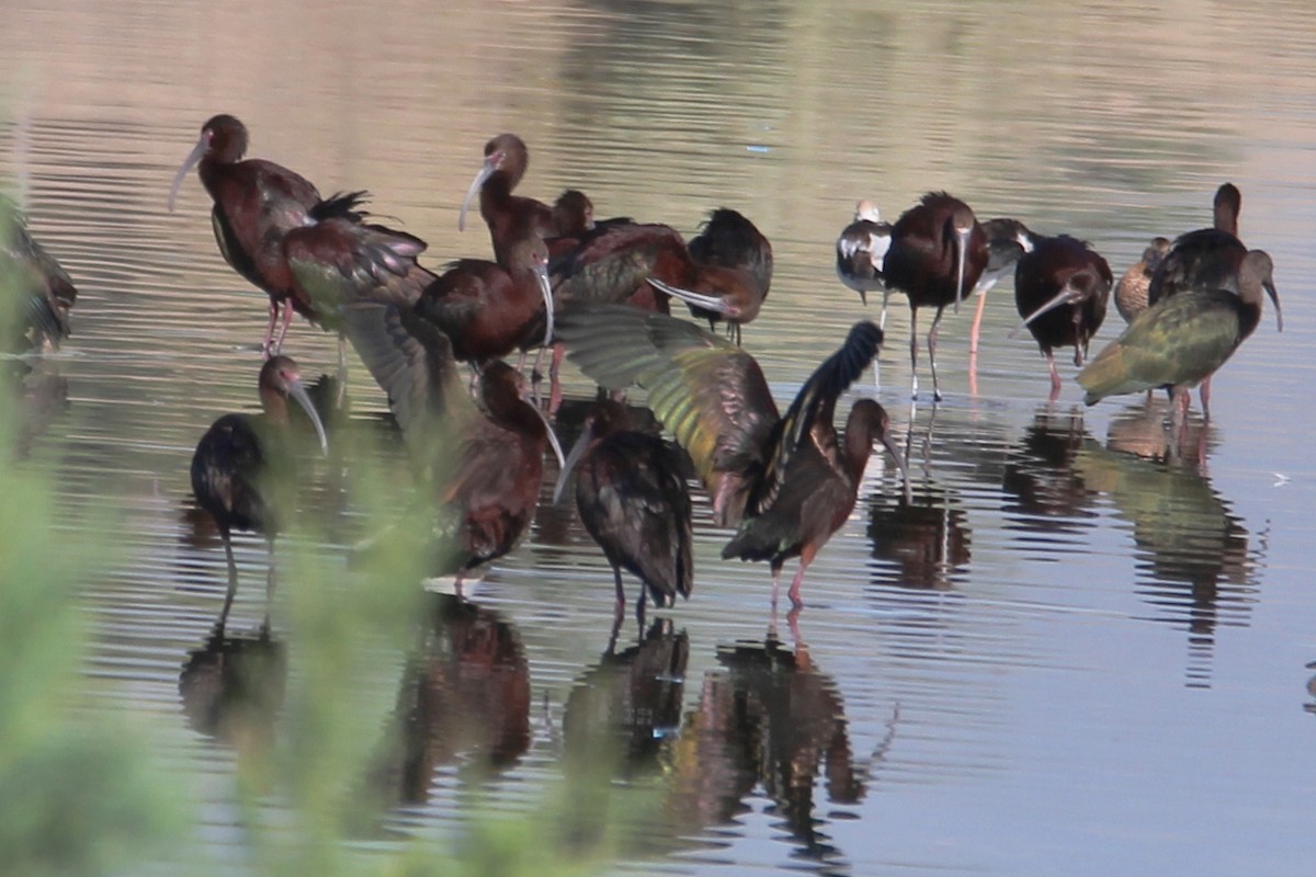 White-faced Ibis - ML640648905