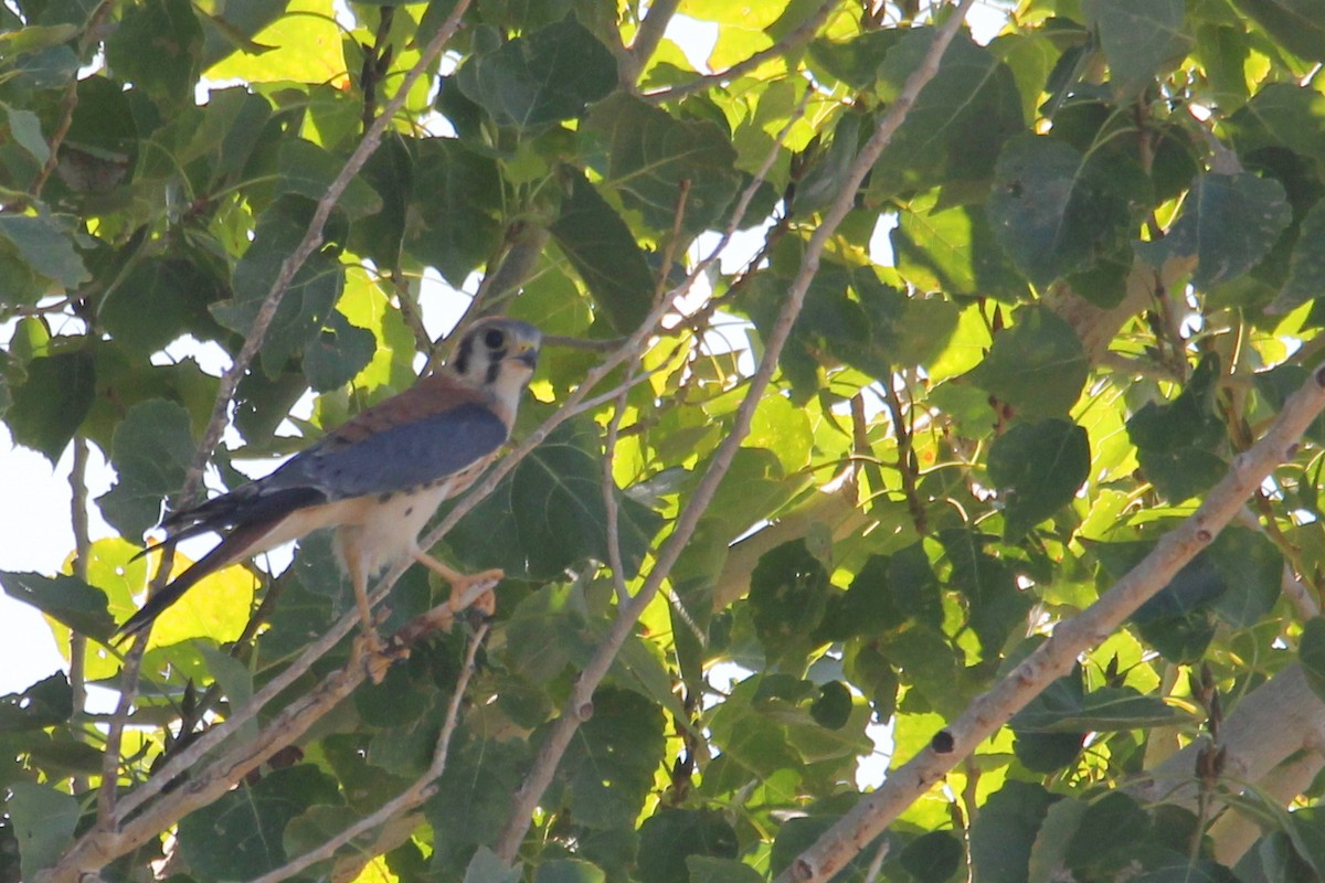 American Kestrel - ML640648911