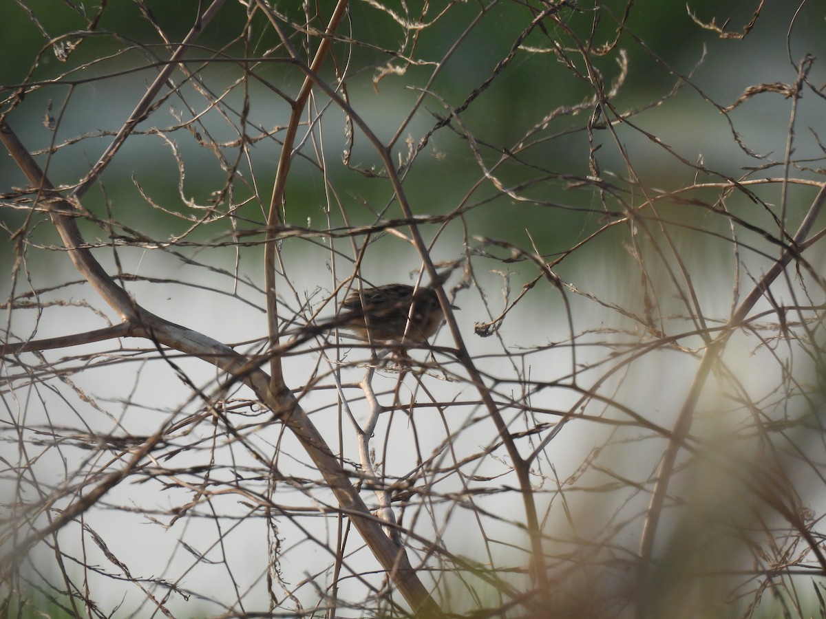 Zitting Cisticola - ML640648915
