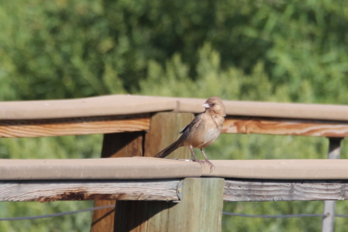 Abert's Towhee - ML640648916
