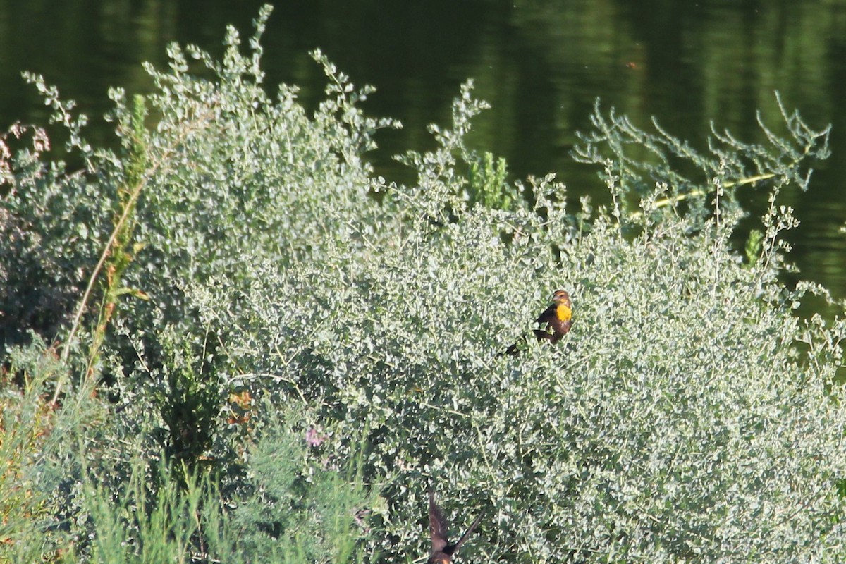 Yellow-headed Blackbird - ML640648918