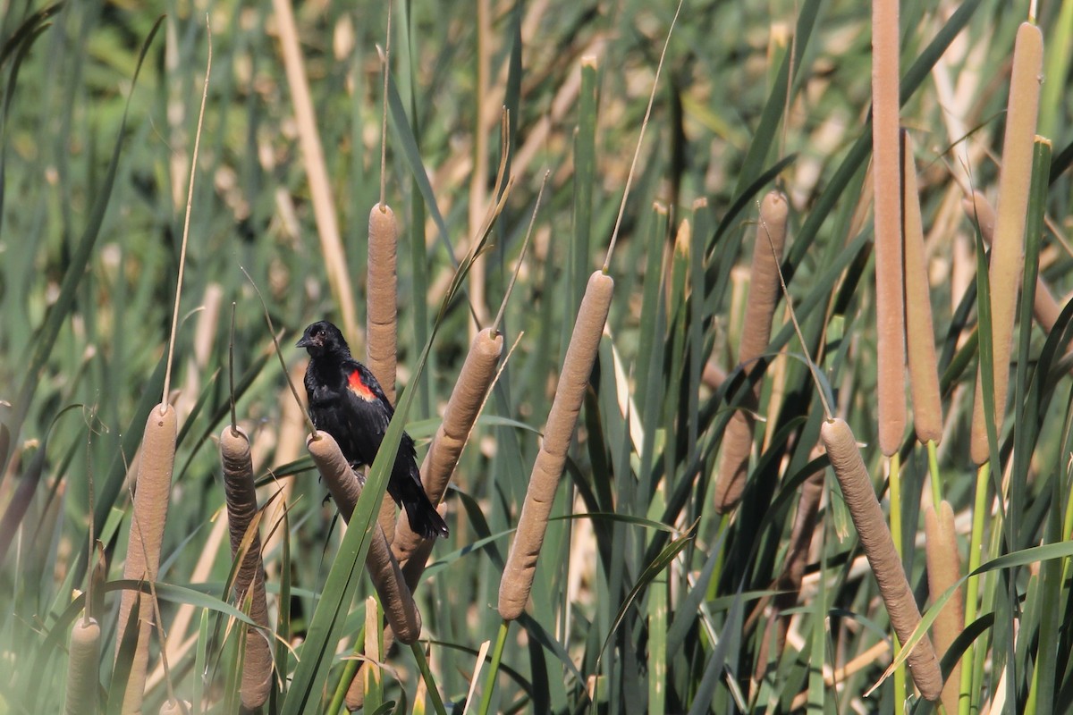 Red-winged Blackbird - ML640648924
