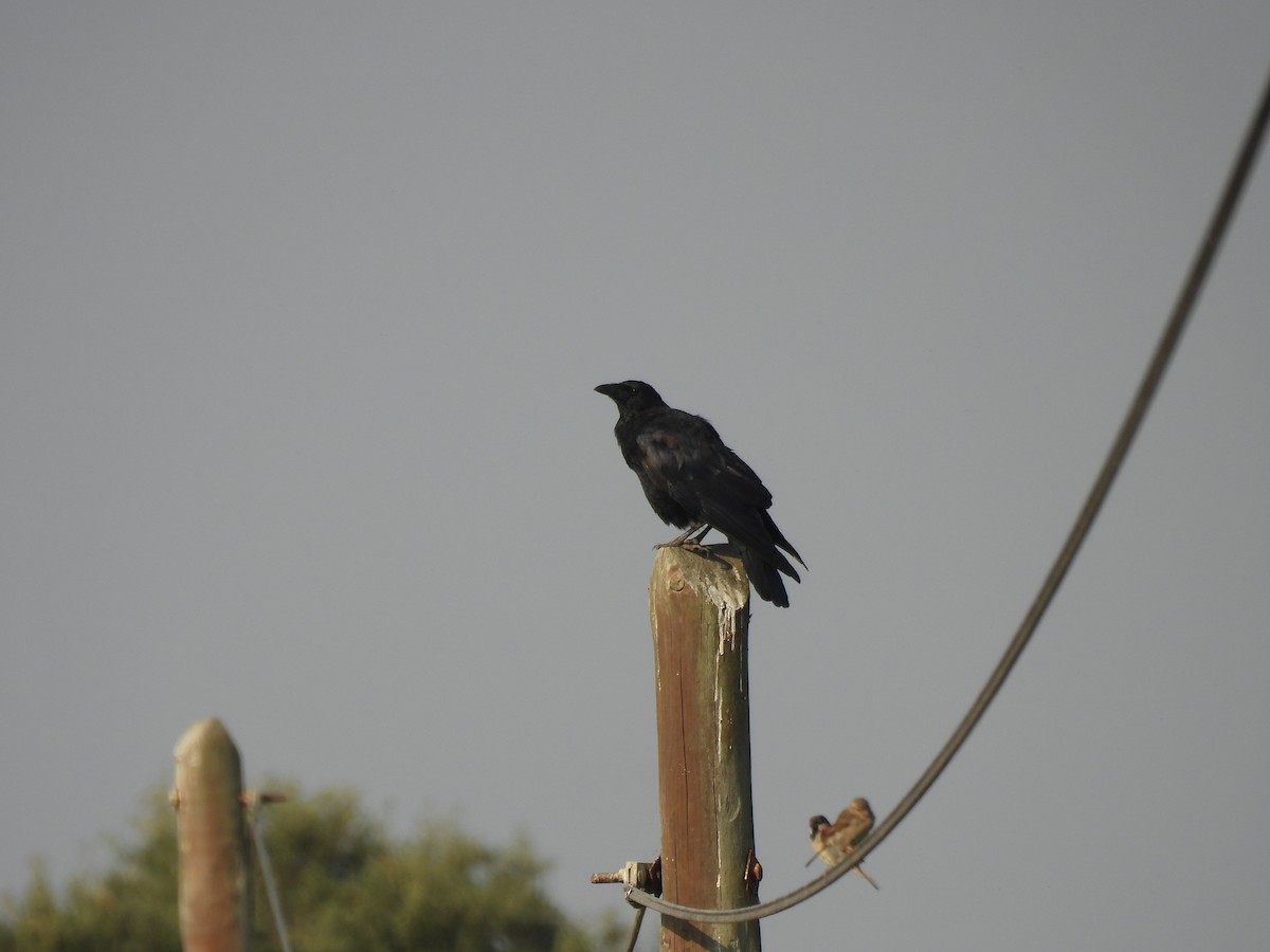 Carrion Crow - ML640648929