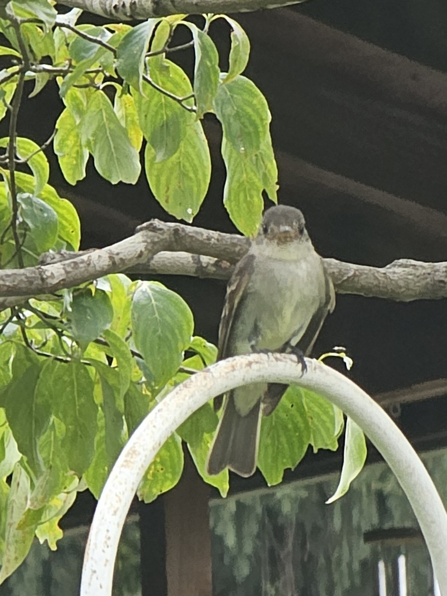 Eastern Wood-Pewee - ML640648994