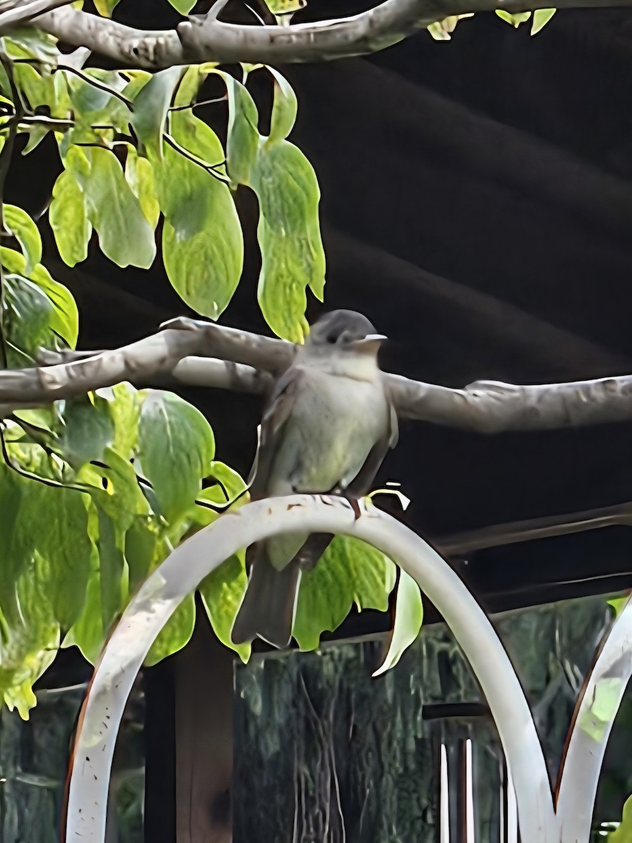 Eastern Wood-Pewee - ML640648995