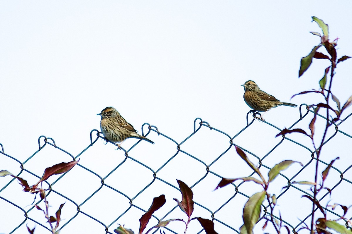 Rufous-breasted Accentor - ML640649026