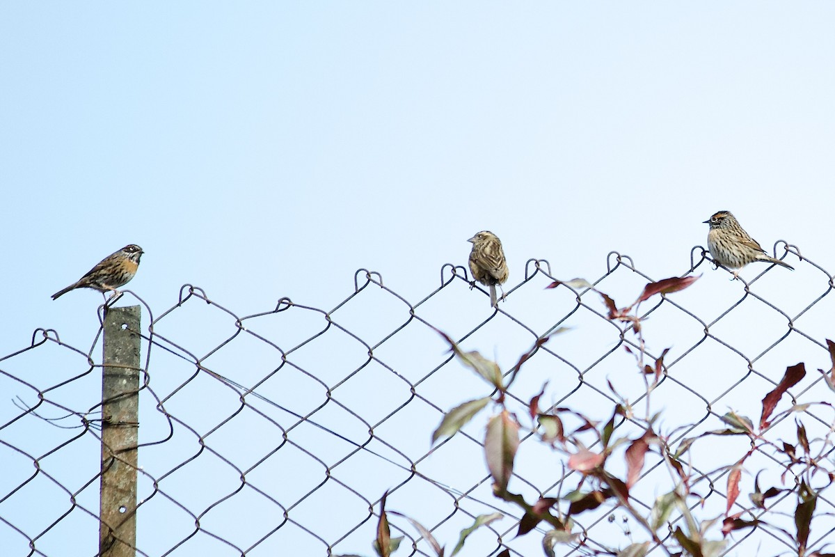 Rufous-breasted Accentor - ML640649027