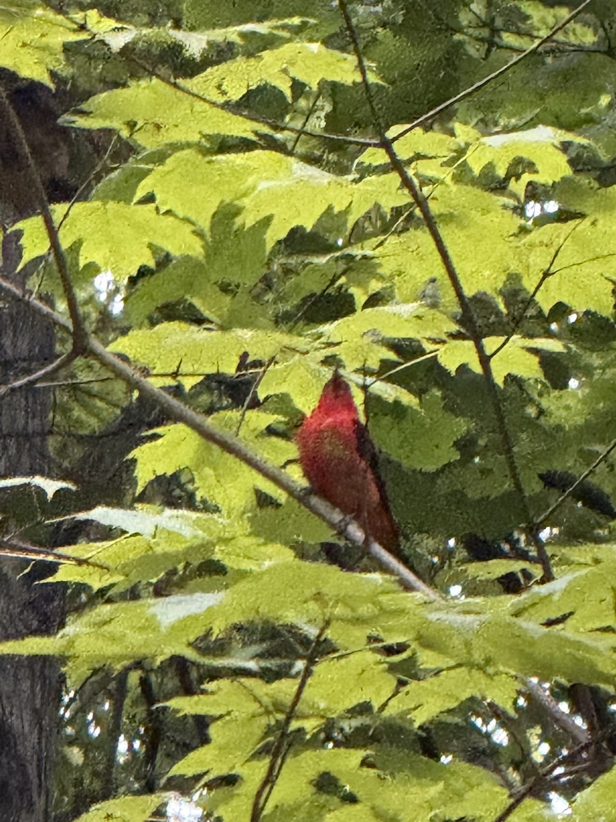 Scarlet Tanager - ML640649096