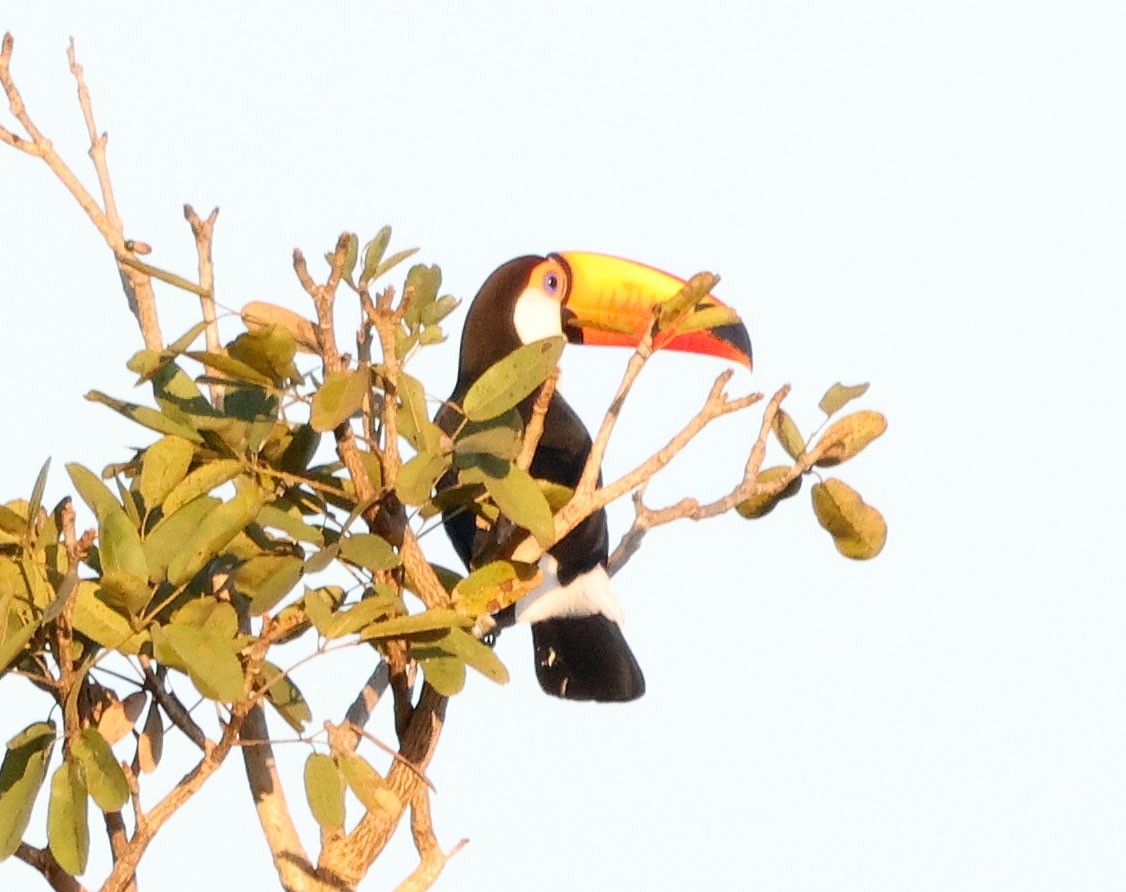 Toco Toucan - ML640649136