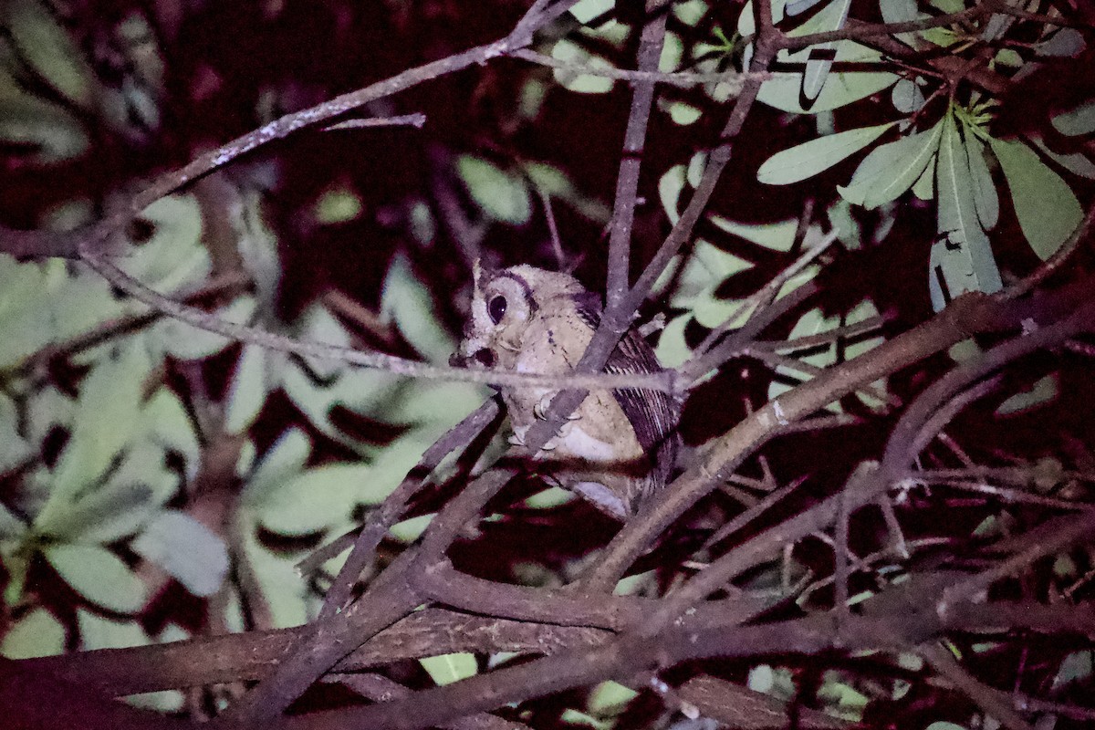 Collared Scops-Owl - ML640649172
