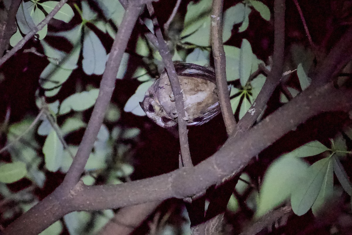 Collared Scops-Owl - ML640649173