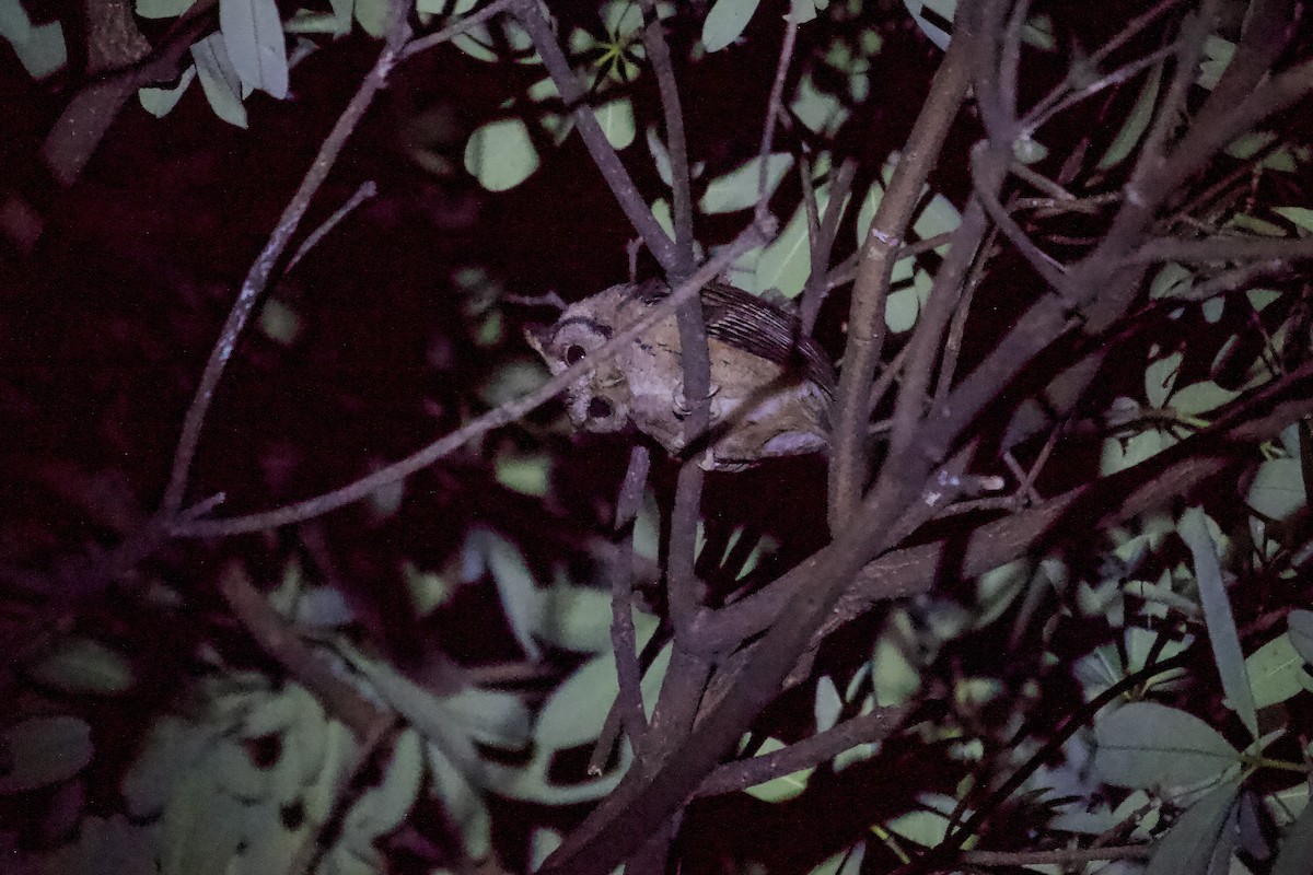 Collared Scops-Owl - ML640649174