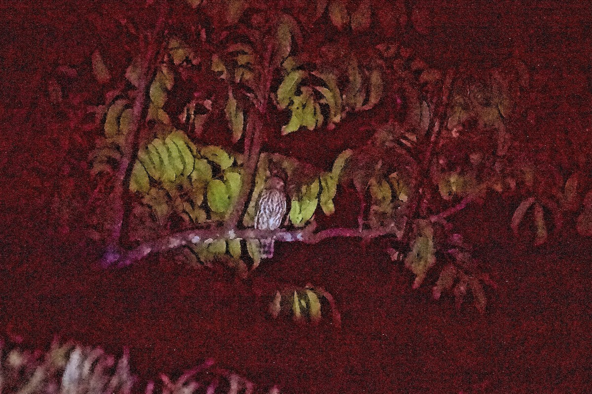 Brown Boobook - ML640649177