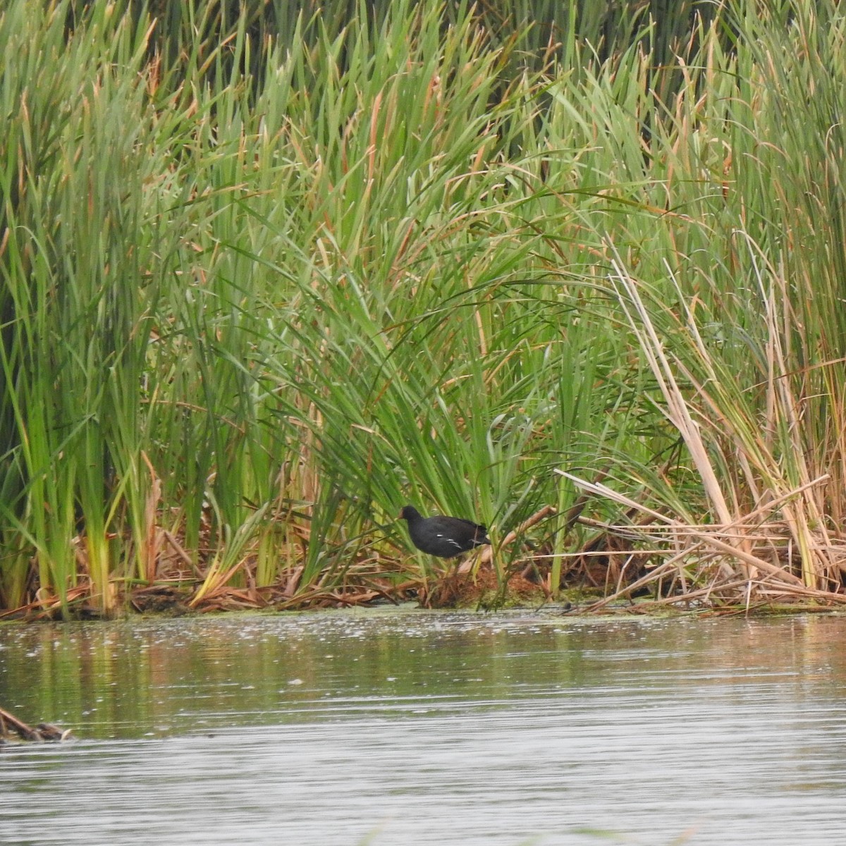 Common Gallinule - ML640649190