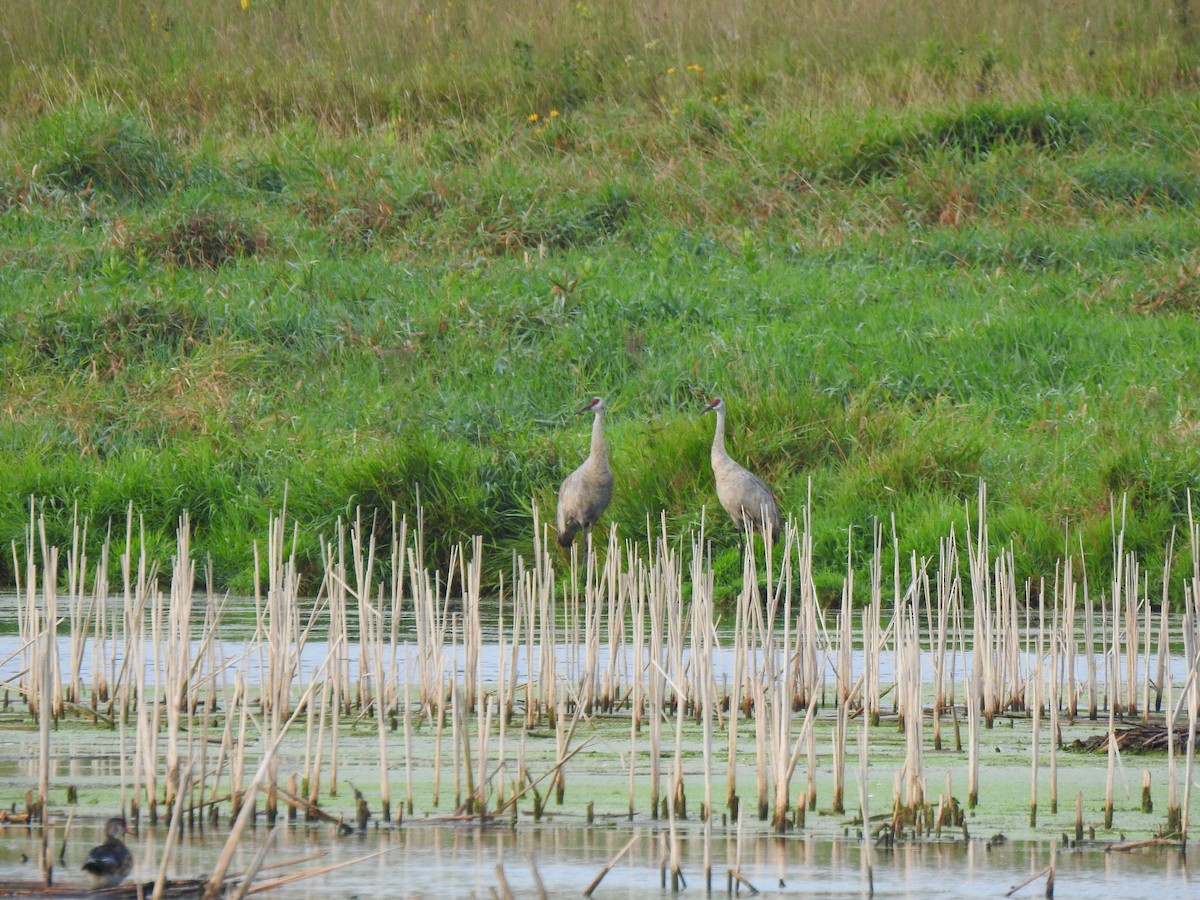 Sandhill Crane - ML640649192