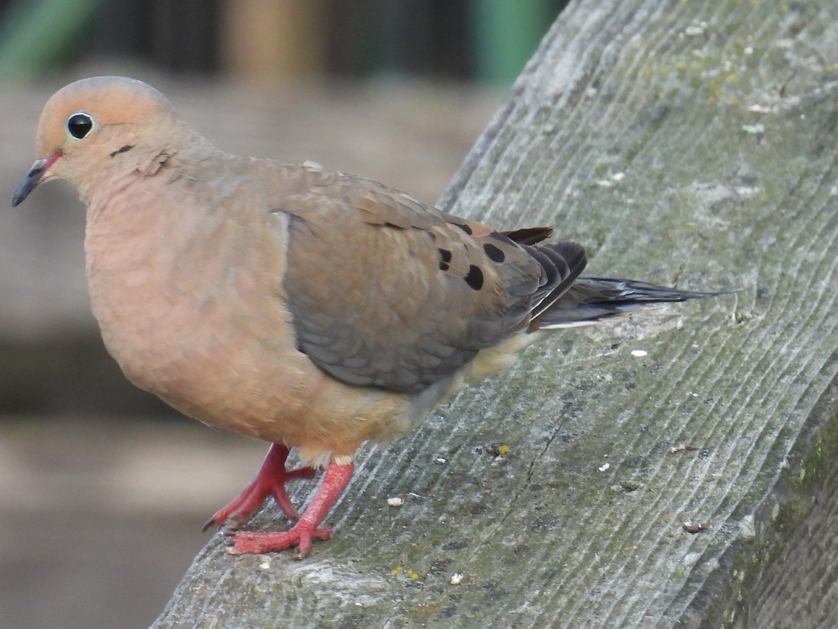 Mourning Dove - ML640649193